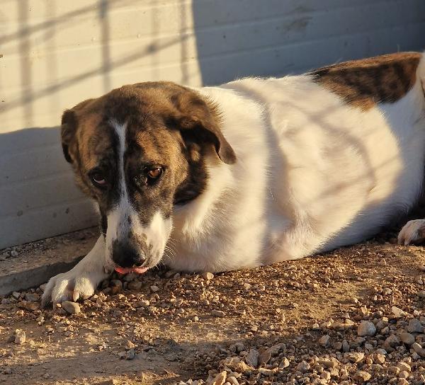 DEAA tripode, adozione del cuore (ex Monchetta) Foto 8